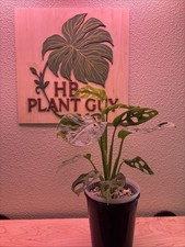 cheese monstera swiss plant for sale cheese monstera swiss plant for sale Huntington Beach