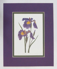 Wild iris flower for sale  Philadelphia