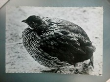 Cpm cpsm carte d'occasion  Andrézieux-Bouthéon