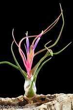 Tillandsia bulbosa live for sale  DRONFIELD