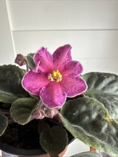 African violet melody for sale  BASILDON