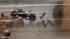 Reine fourmis messor d'occasion  Maisons-Alfort