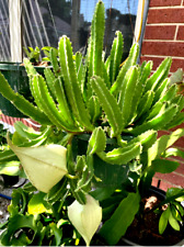 Stapelia gigantea carrion for sale  Houston