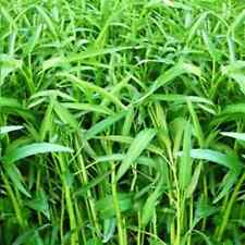 100 seeds organic for sale  Marietta
