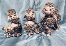 poodle pup for sale poodle pup for sale Lacey