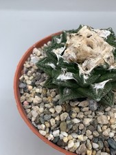 Ariocarpus hintonii pot usato  Monterosso Almo