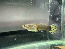 Live female dumbo for sale  Daly City