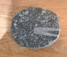 Crinoid stem fossils for sale  GLOUCESTER