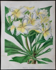 1843 plumeria gravure d'occasion  France