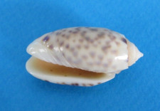 Oliva annulata annulata d'occasion  Nice-
