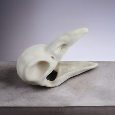 Articulated raven skull for sale  STOCKTON-ON-TEES