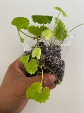Gotu kola centella for sale  HOUNSLOW