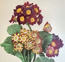 Redoute flowers primula for sale  Sahuarita