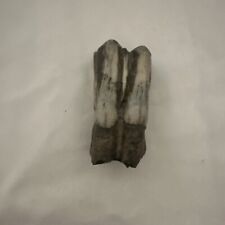 Fossil bison tooth for sale  Stanwood