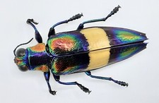 Buprestidae chrysochroa fulgen gebraucht kaufen  Wadern