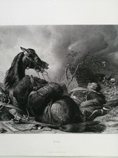 landseer for sale landseer for sale CHIPPENHAM