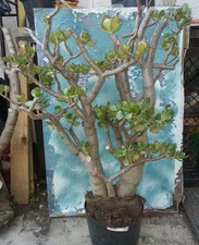 Bonsai jade crassula for sale  San Marcos