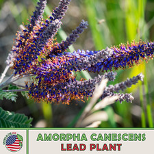200 lead plant for sale  Venice