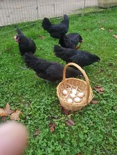 Oeufs fécondés poule d'occasion  Rozay-en-Brie