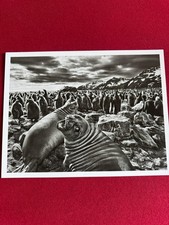 Sebastião salgado saint usato  Parma