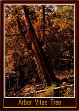 Continental postcard arbor for sale  San Gabriel
