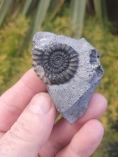 Large rare gagaticeras for sale  REDCAR