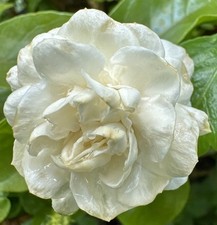 Grand duke jasmine for sale  Miami