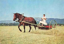 Pferde horses cheval gebraucht kaufen  Deutschland