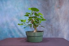 Sea hibiscus pre for sale  North Fort Myers