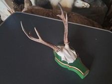 Trophée chevreuil sibérie d'occasion  Lorient