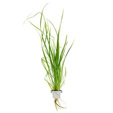Cyperus helferi clip gebraucht kaufen  Püttlingen