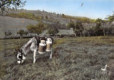 Paysage normand ane d'occasion Paysage normand ane d'occasion  France