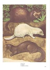 Vintage polecat ferret for sale  DERBY