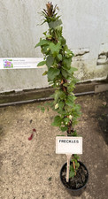 Clematis cirrhosa freckles for sale  WISBECH