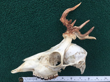 Scottish roe buck for sale  LINLITHGOW