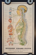 Vintage autonomic nervous for sale  Pottstown