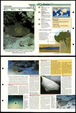 Stingray fish wildlife for sale  SLEAFORD