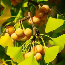 Ginkgo biloba tree for sale  Pittsburgh