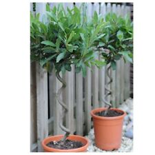 Spiral stem bay for sale  UK
