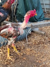 Ganoi hatching eggs for sale  Hampton