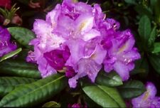 Live minnetonka rhododendron for sale  Eugene