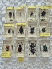 Insectes inclusion résine d'occasion  Sassenage