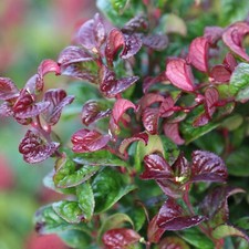 Leucothoe curly red for sale  GLASGOW