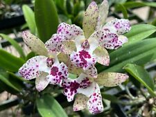 Cattleya jairak cosmos for sale  Loxahatchee