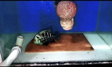 Flowerhorn frys freshwater for sale  Garden Grove