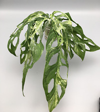 Große monstera adansonii gebraucht kaufen  Wuppertal