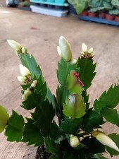 White christmas cactus for sale White christmas cactus for sale  LARGS