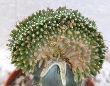mammillaria usato  Lecce