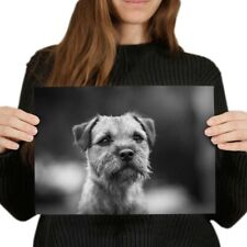 Brown border terrier for sale  SELBY