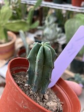 Myrtillocactus cochal candelab for sale  Temecula